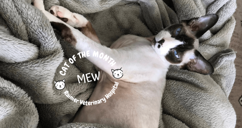 Rainier Veterinary Hospital Cat of the Month, August 2019: Mew