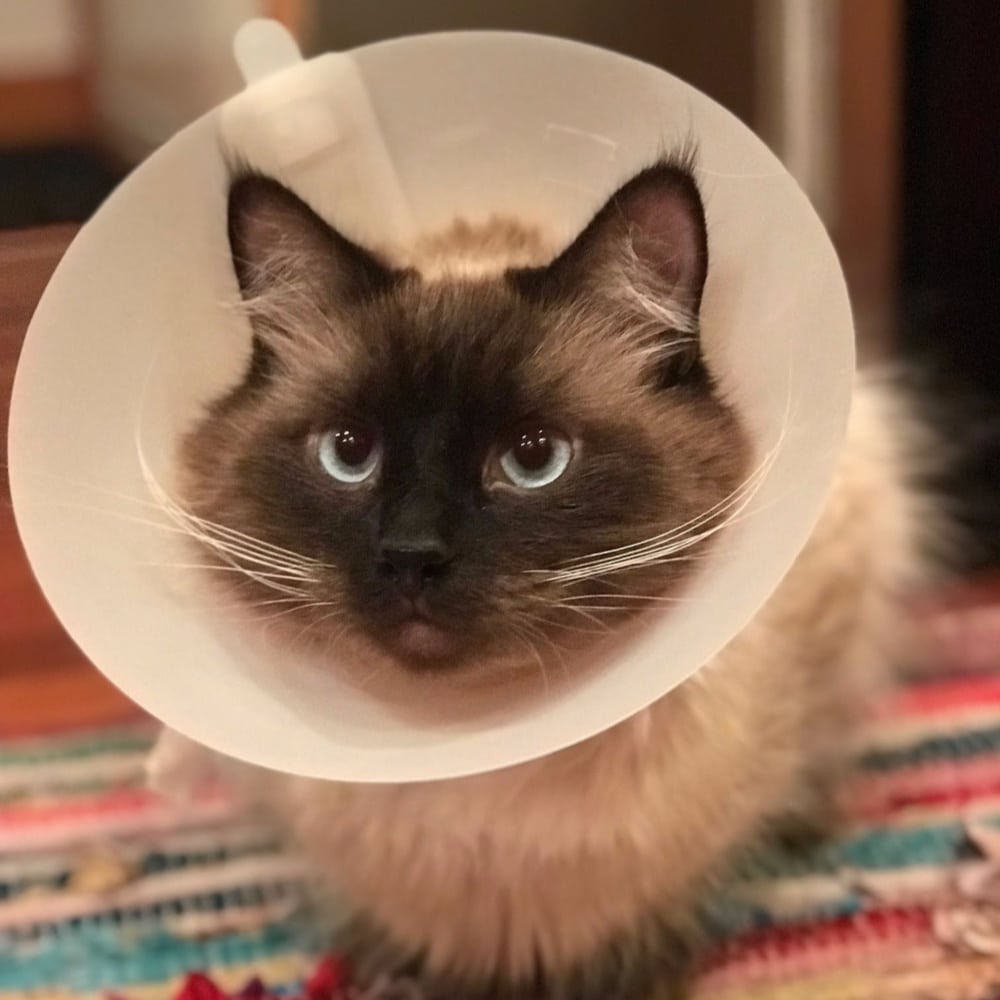Rainier Veterinary Hospital Pet Insurance Case Study Rainier Veterinary Hospital Pet Insurance Case Study