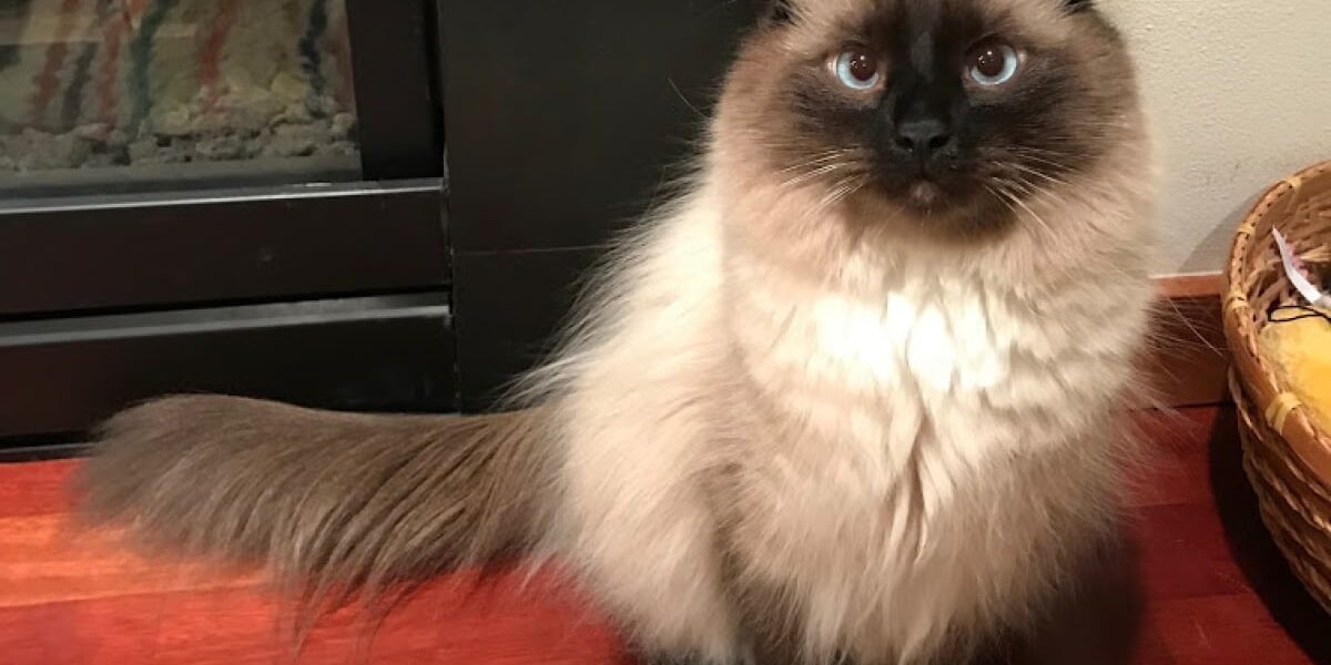 Rainier Veterinary Hospital Pet Insurance Case Study