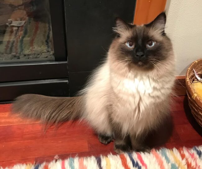 Rainier Veterinary Hospital Pet Insurance Case Study