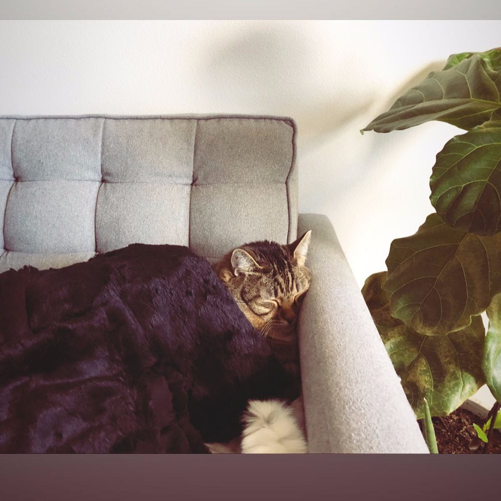 Cat of the Month, September 2019: Xerxes - Rainier ...