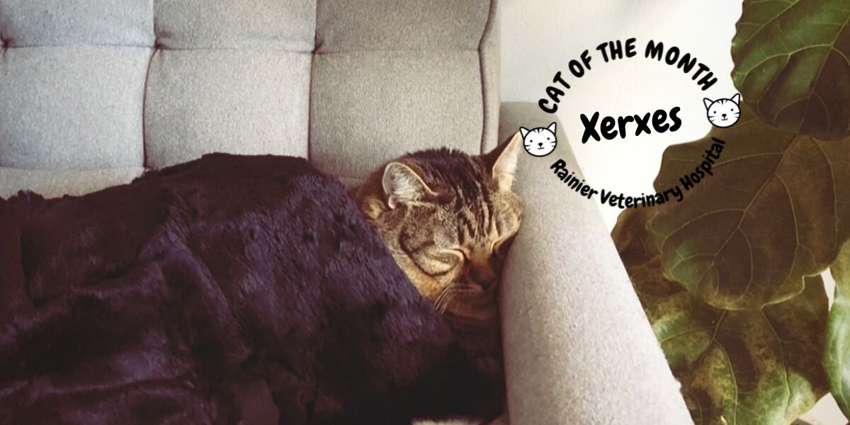 Rainier Veterinary Hospital Cat of the Month, September 2019: Xerxes