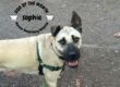 Rainier Veterinary Hospital Dog of the Month, September 2019: Sophie