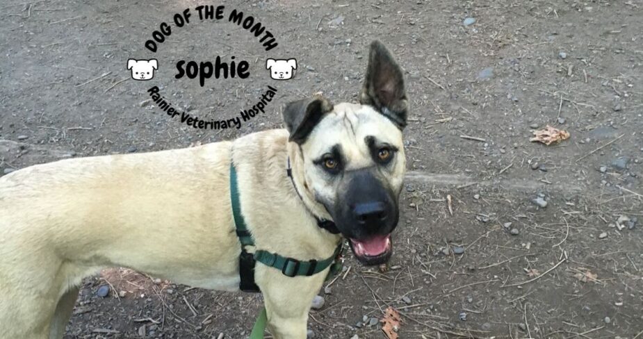 Rainier Veterinary Hospital Dog of the Month, September 2019: Sophie