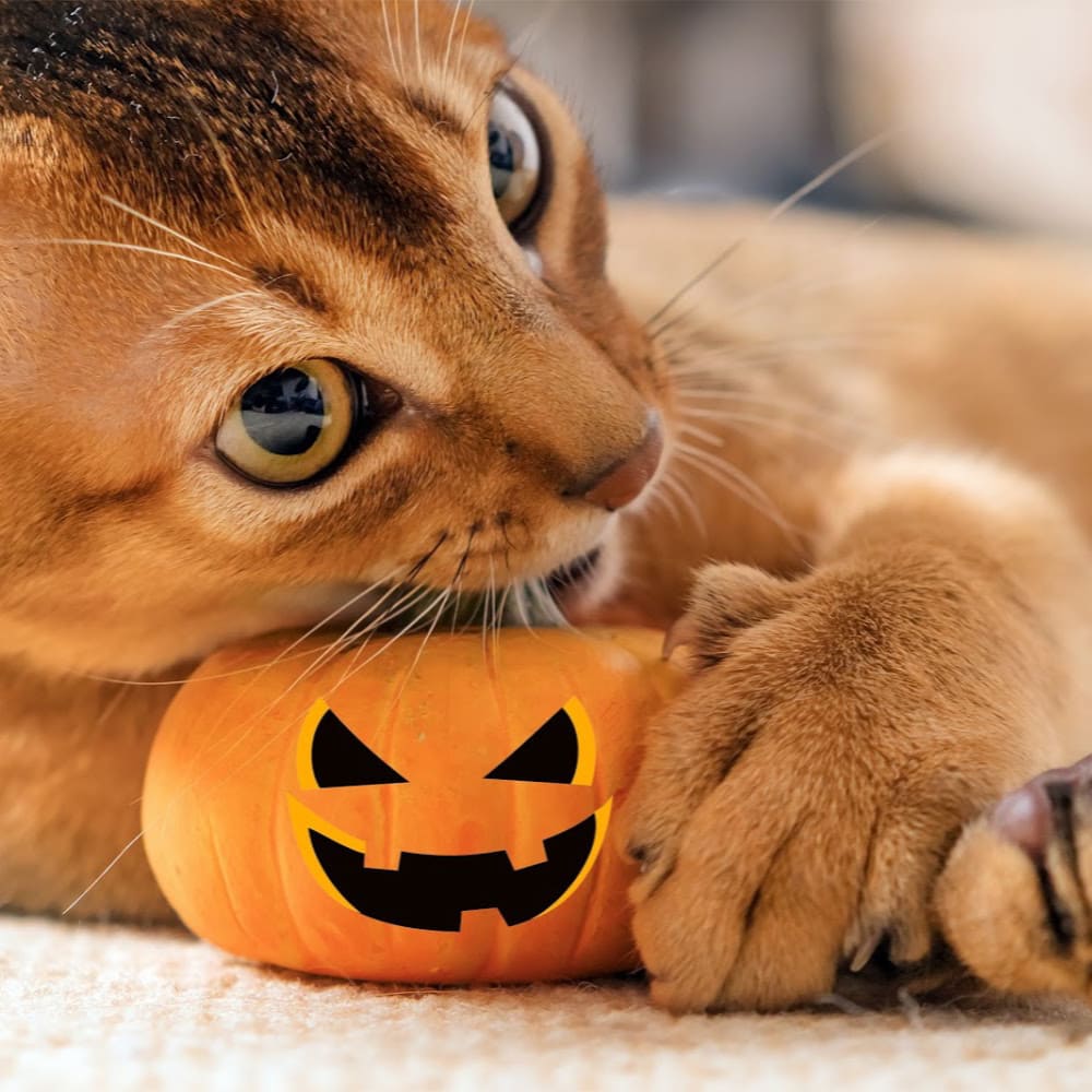 Rainier Veterinary Hospital Halloween Pet Safety Reminders Rainier Veterinary Hospital Halloween Pet Safety Reminders