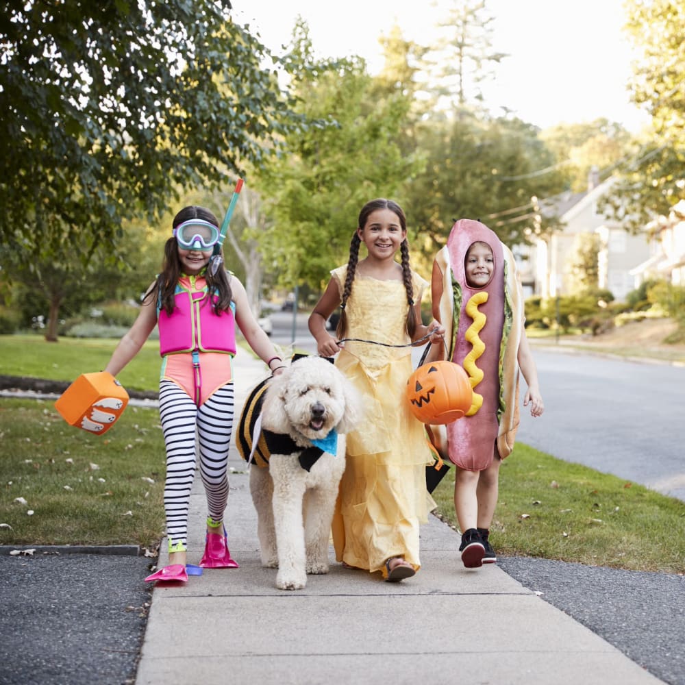 Rainier Veterinary Hospital Halloween Pet Safety Reminders Rainier Veterinary Hospital Halloween Pet Safety Reminders