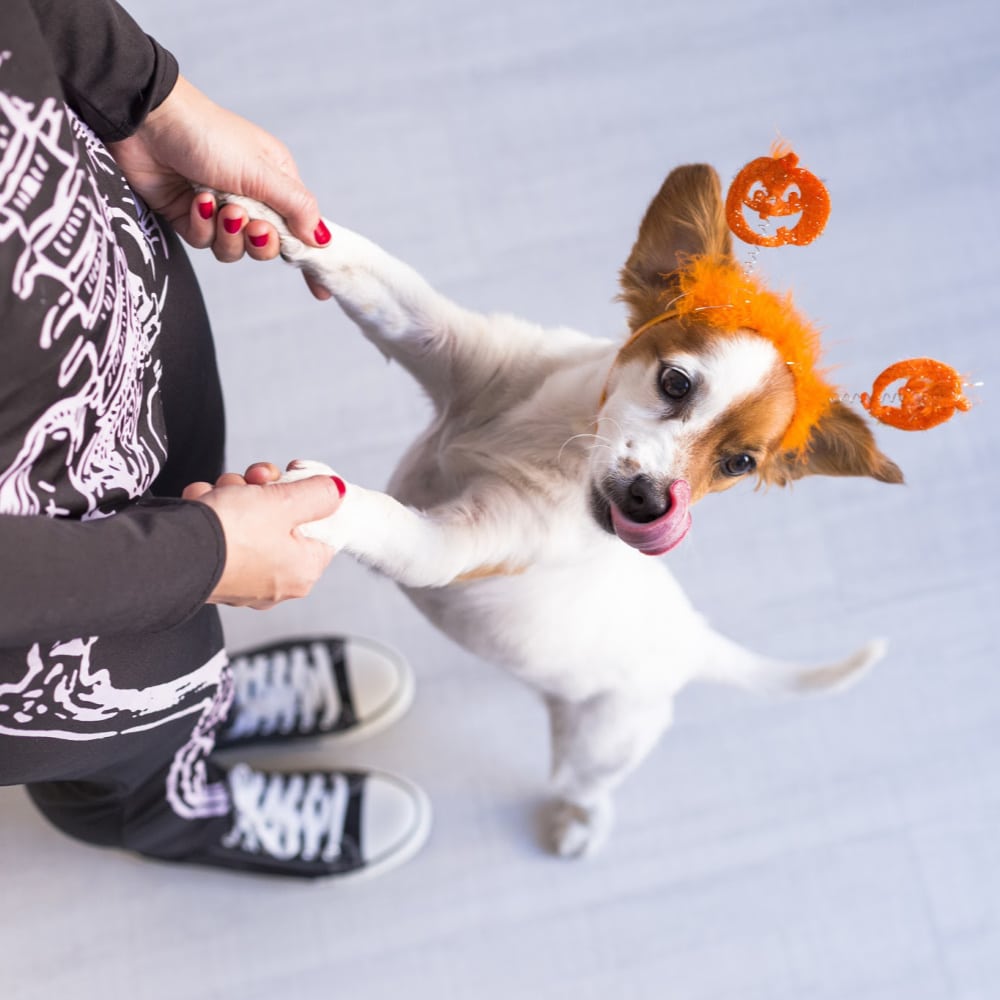 Rainier Veterinary Hospital Halloween Pet Safety Reminders Rainier Veterinary Hospital Halloween Pet Safety Reminders