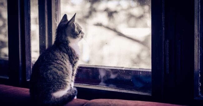 Rainier Veterinary Hospital Lost Cats