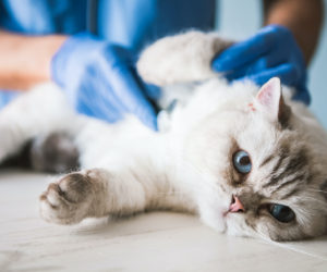 Rainier Veterinary Hospital, Wellness