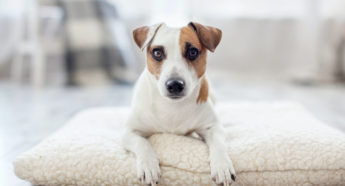 Rainier Veterinary Hospital, New Clients