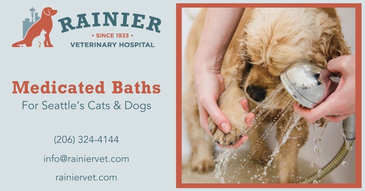 Medicated Baths Rainier Veterinary Hospital in Seattle, WA