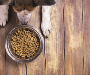 Nutritional Counseling at Rainier Veterinary Hospital in Seattle, Providing Exceptional Care for Your Pets Since 1933