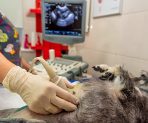 Rainier Veterinary Hospital, Medical