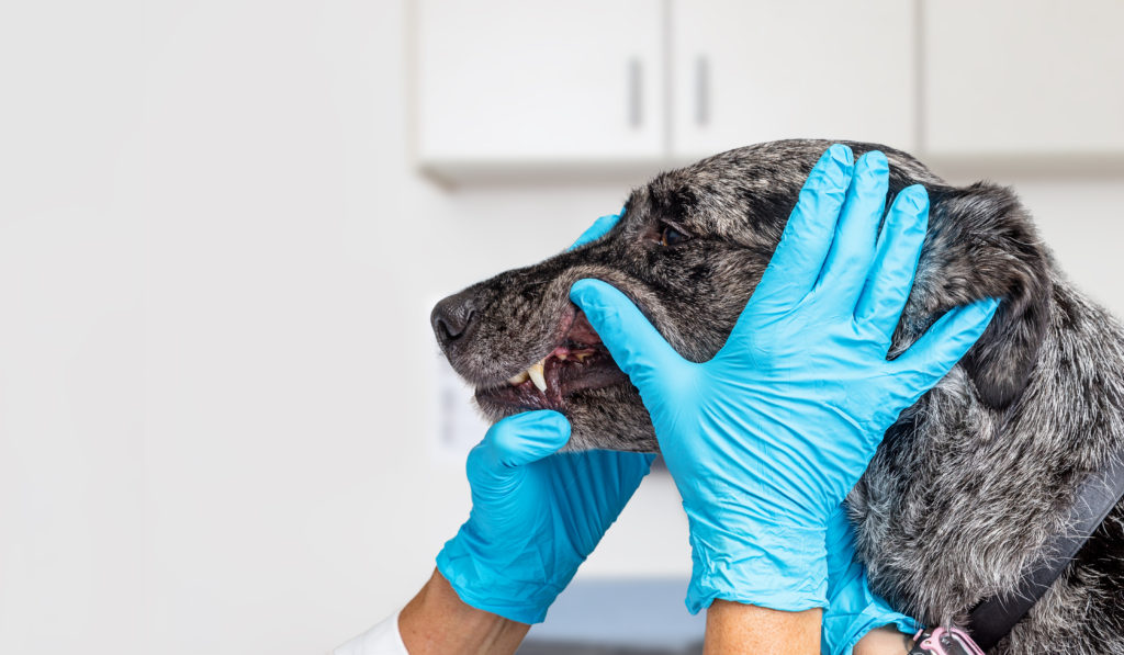 Rainier Veterinary Hospital, Dental