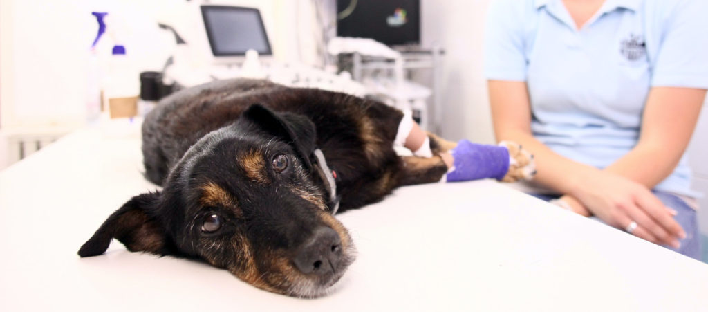 Rainier Veterinary Hospital, Surgery