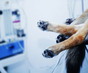 Rainier Veterinary Hospital, Surgery