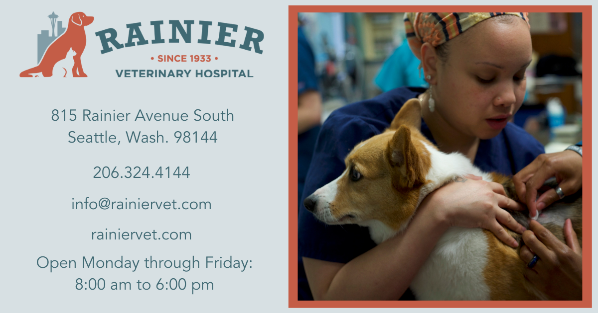 Kitten Season is Here! Learn How You Can Help. - Rainier Veterinary  Hospital in Seattle, WA