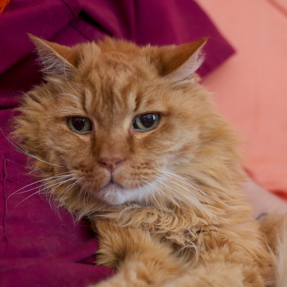 Carly, Client Care Coordinator at Rainier Veterinary Hospital