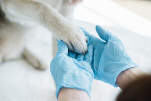 Rainier Veterinary Hospital Services