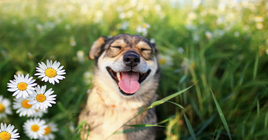 Parasite Preventative