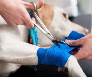 Urgent Care Services, Rainier Vet