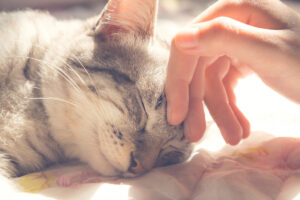 Urgent Care, Rainier Vet