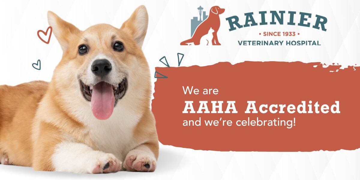 Rainier Veterinary Hospital Earns AAHA Accreditation—something only 15% of vet practices in the US and Canada can say!