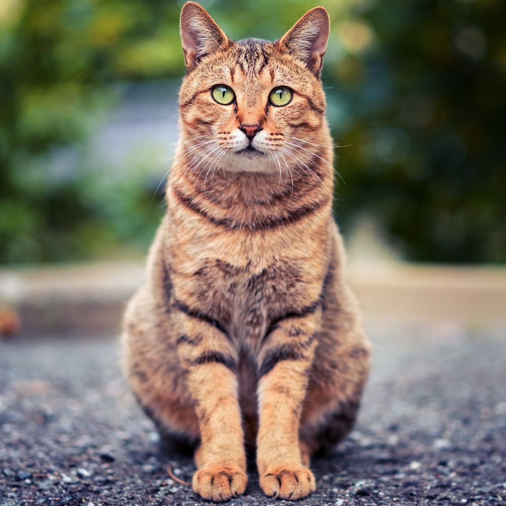 Jude, a Client Care Coordinator at Rainier Veterinary Hospital