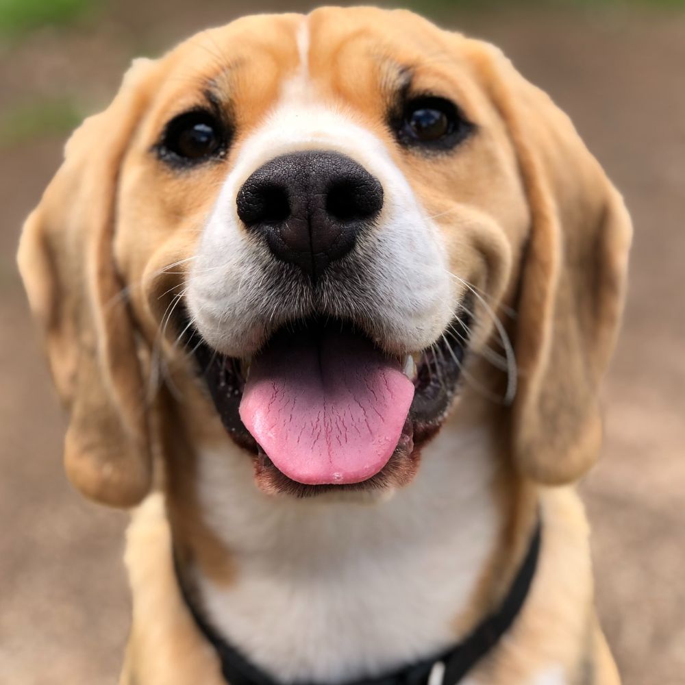 Abby, Client Care Coordinator, Rainier Veterinary Hospital