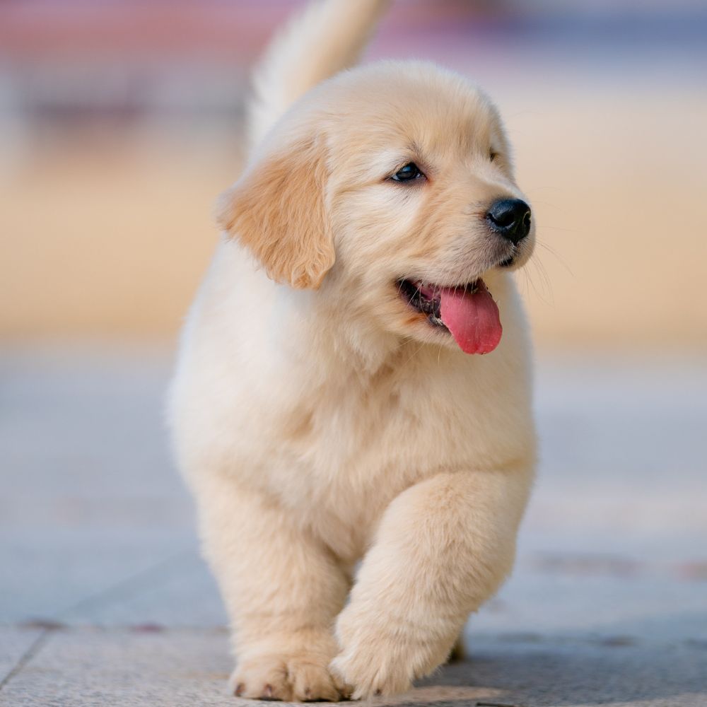 Euphemia, Veterinary Assistant, Rainier Veterinary Hospital