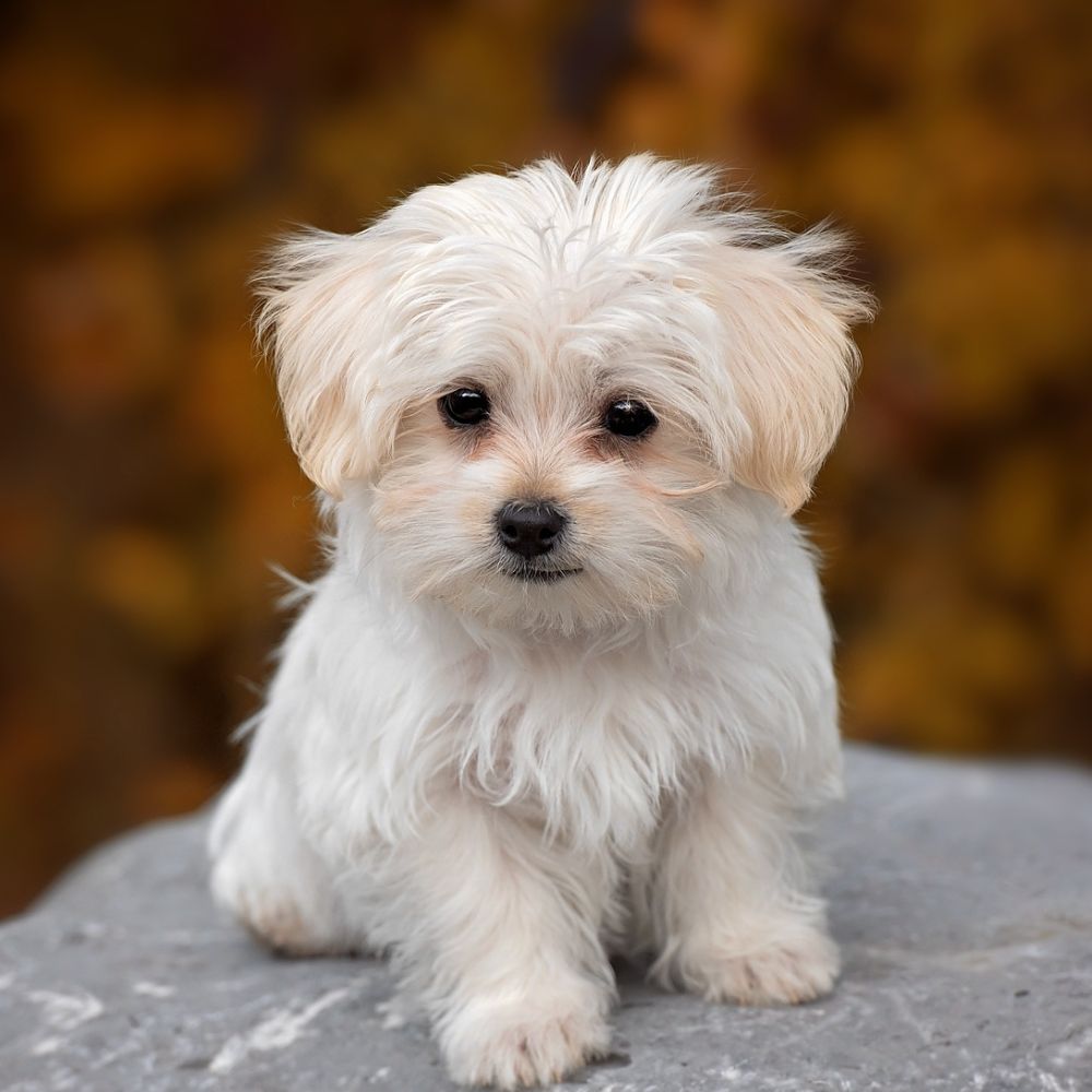 Kenna, Veterinary Assistant, Rainier Veterinary Hospital