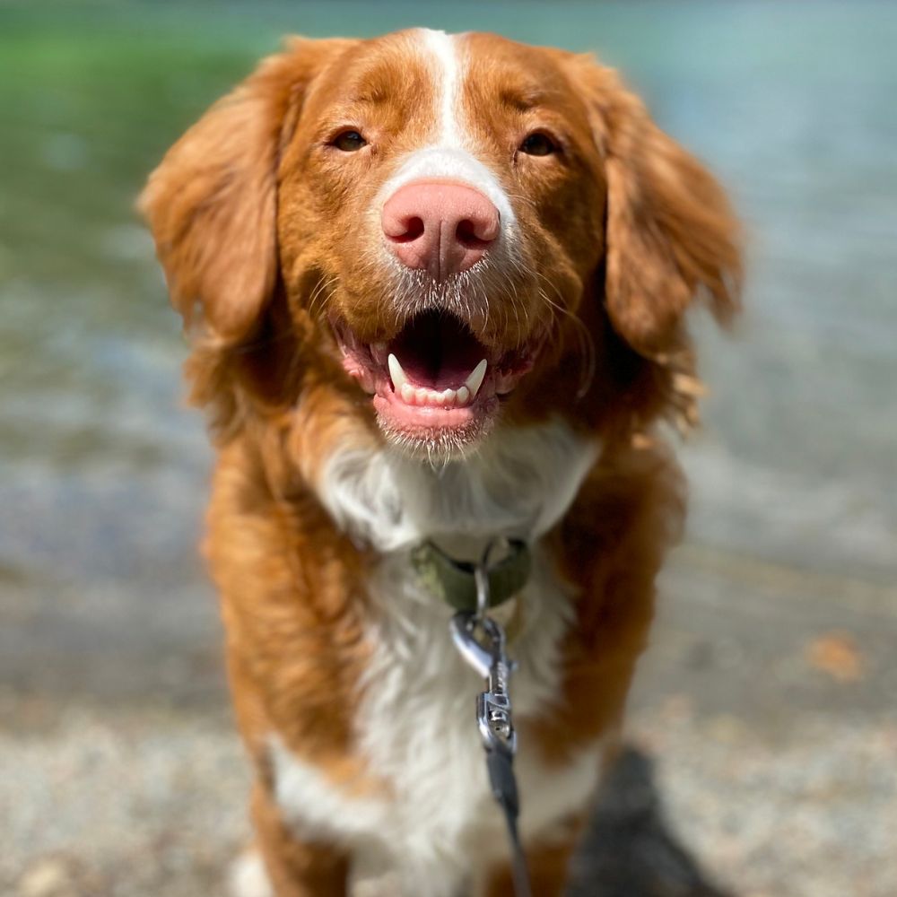Symone, Lead Veterinary Assistant, Rainier Veterinary Hospital