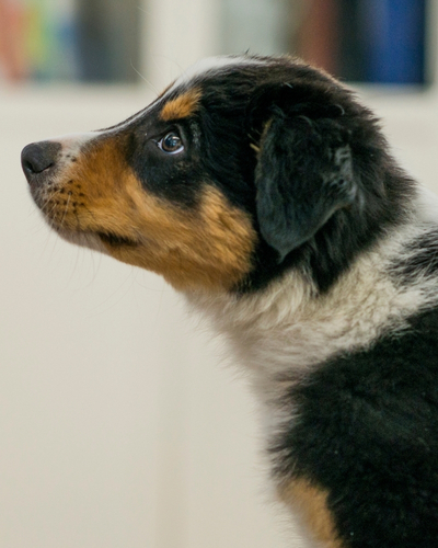 We're welcoming both new and existing clients to our walk-in vet appointments.
