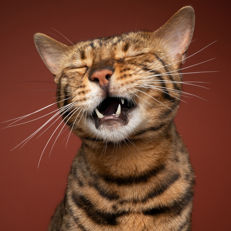 We'll see you on Wednesday at your walk in appointment at Rainier Vet Hospital!