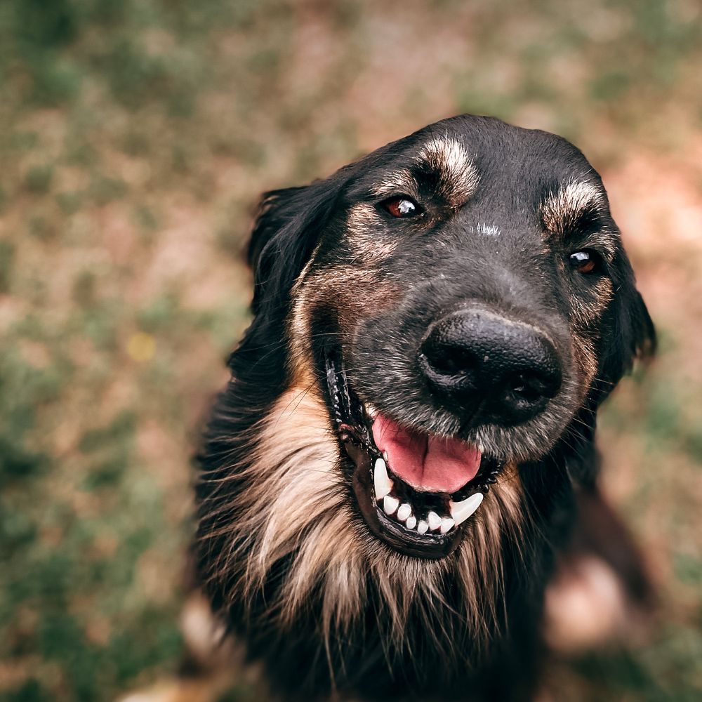 Zach, Veterinary Assistant, Rainier Veterinary Hospital