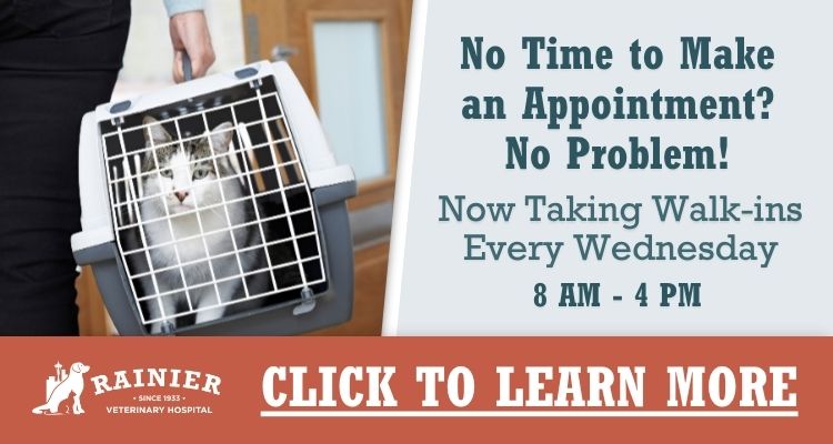 Walk-in vet appointments available in Seattle, WA.