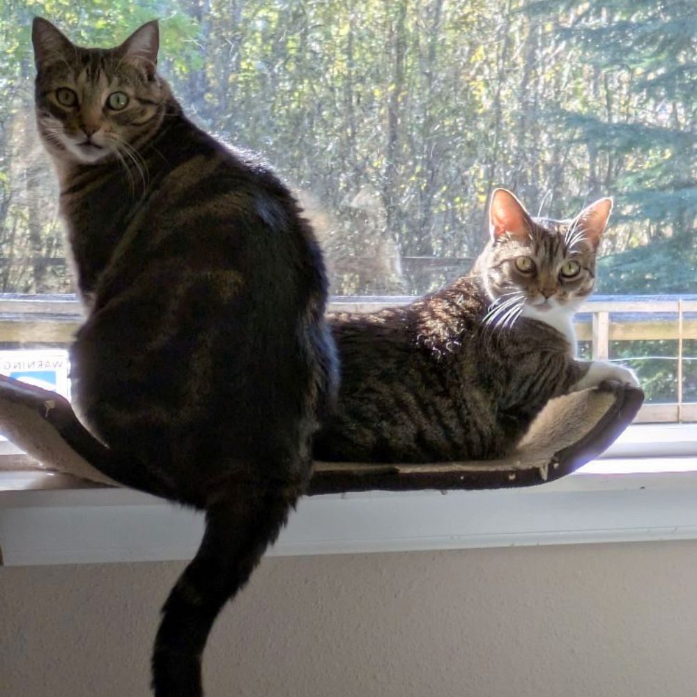 Two cats in a windowsill, the pets of Libby, a Veterinary Assistant at Rainier Veterinary Hospital