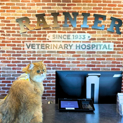 A tan cat in a harness sits on the front desk at Rainier Veterinary Hospital, a vet for cats in Seattle.