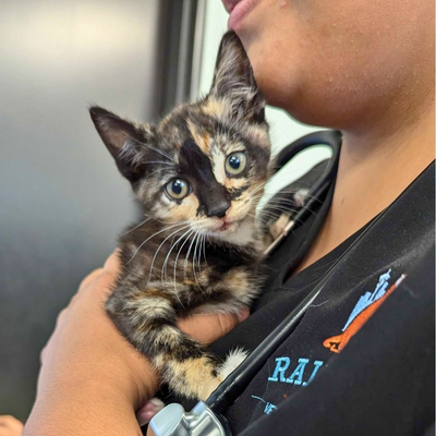 A tiny calico kitten in the arms of a team member at a Seattle vet for kittens