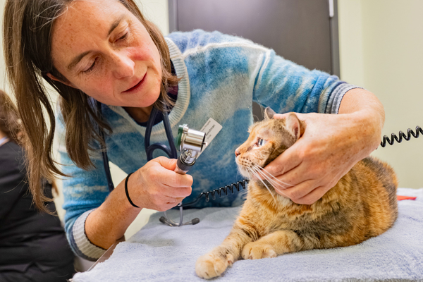 A veterinarian exams a cat's eyes at Rainier Vet Hospital, a vet office for cats.